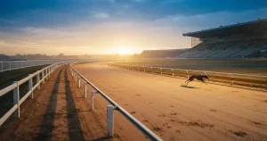 Greyhounds Betting in New Zealand 2026 – Cost, Closure and What Remains